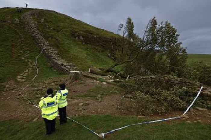 Seeing the wood for the trees: Why we shouldn’t mourn every felled oak