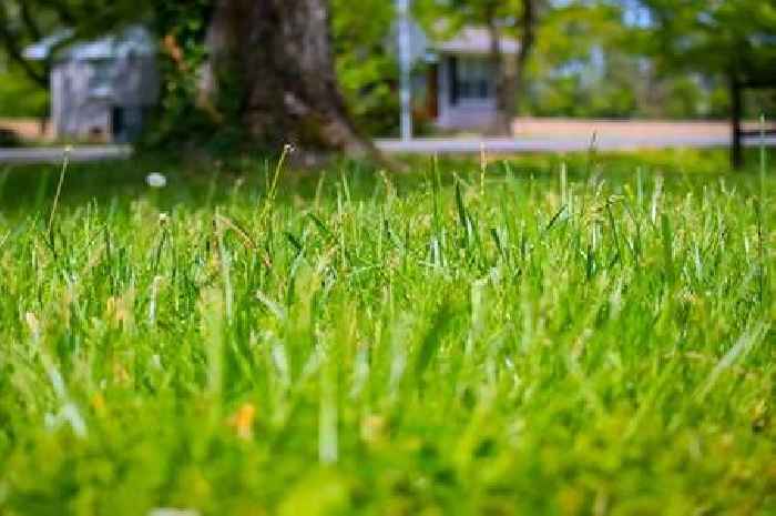 Alan Titchmarsh shares how to repair bald lawn patches in under 2 minutes