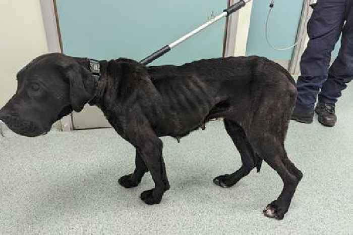 Dog owner handed 10-year animal ban for leaving pet to suffer