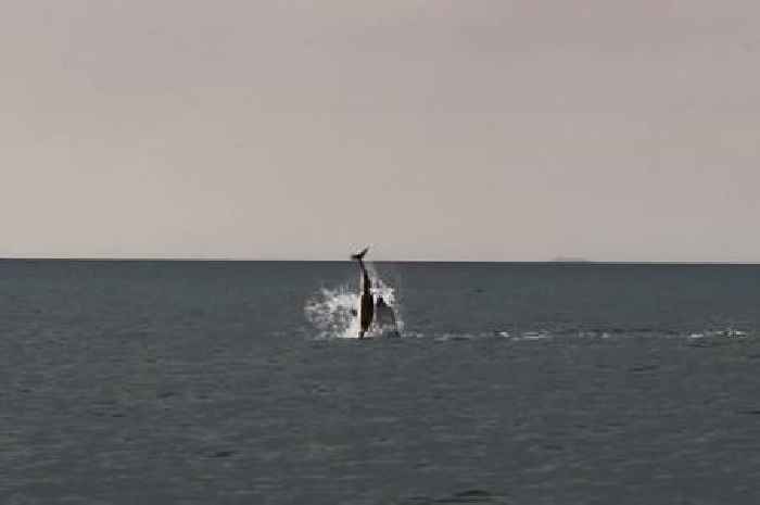 Boat trippers witness 'extremely rare' moment pod of dolphins kill baby calf off Welsh coast