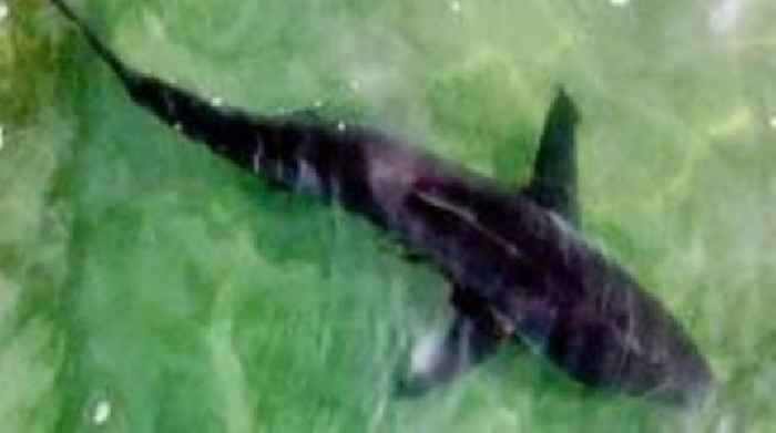 Man missing after rare shark attack in Israel