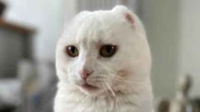 Sunlight cancer warning after vets save cat's life