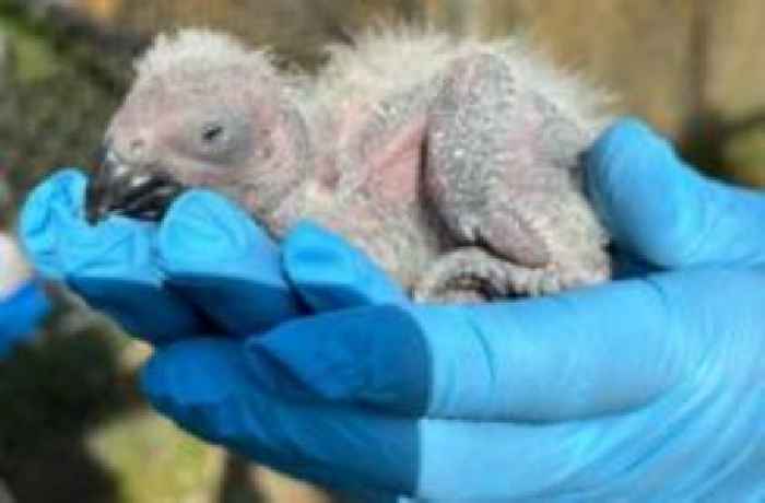 Bristol Zoo celebrates birth of parrot hatchlings