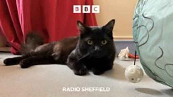 Sheffield Cat Shelter needs a new home