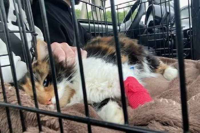 Couple's race to find £10k to save cat after speeding car's hit-and-run