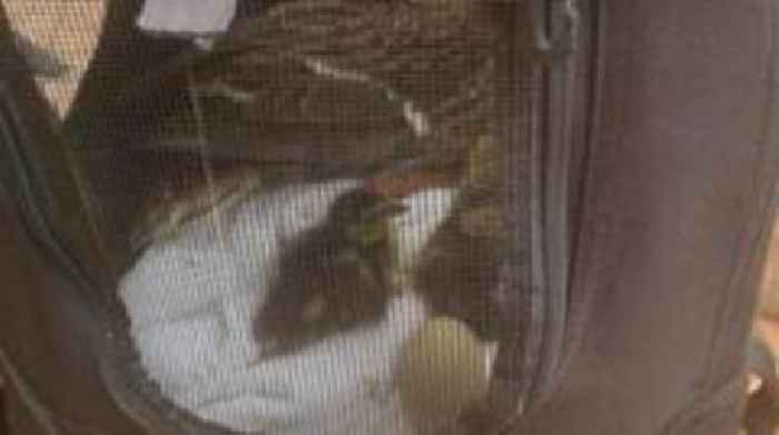 Duck and ducklings rescued from rooftop