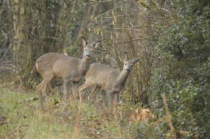 Crackdown on deer poaching after sightings of suspects with firearms in Teignbridge