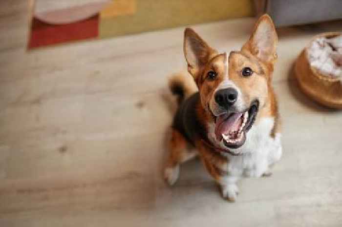 Vet shares warning about pet's that lose teeth – it's not just old age