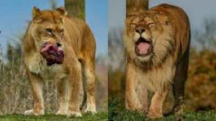 Last rescued Romanian lions die at wildlife park