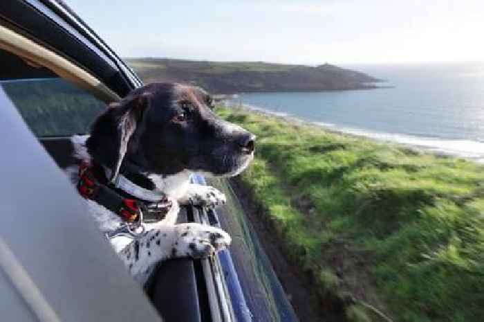 Fine of up to £5,000 for those who do this while driving with their dogs