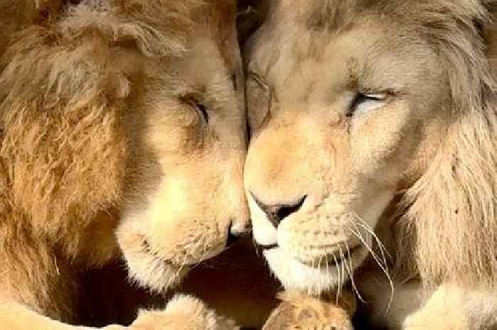 'Great sadness' as 16-year-old lion dies at Lincolnshire Wildlife Park