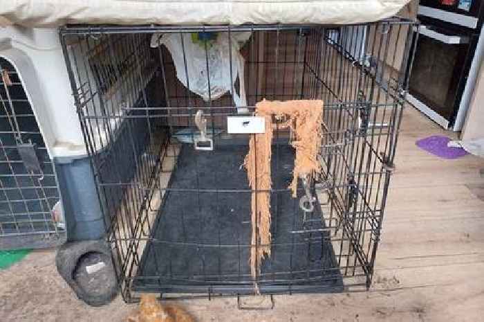 Scots woman banned from keeping animals for five years after extreme neglect