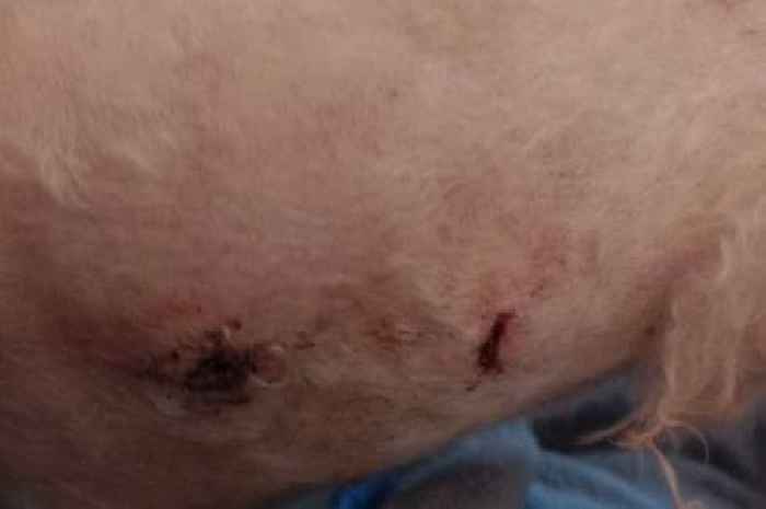 Owner distraught after dog left with 'serious puncture wounds' in attack
