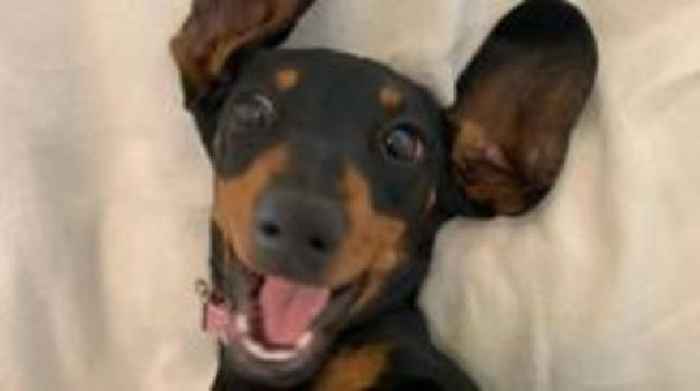 Dog found using owner's t-shirt after 529 days in Australian wilderness