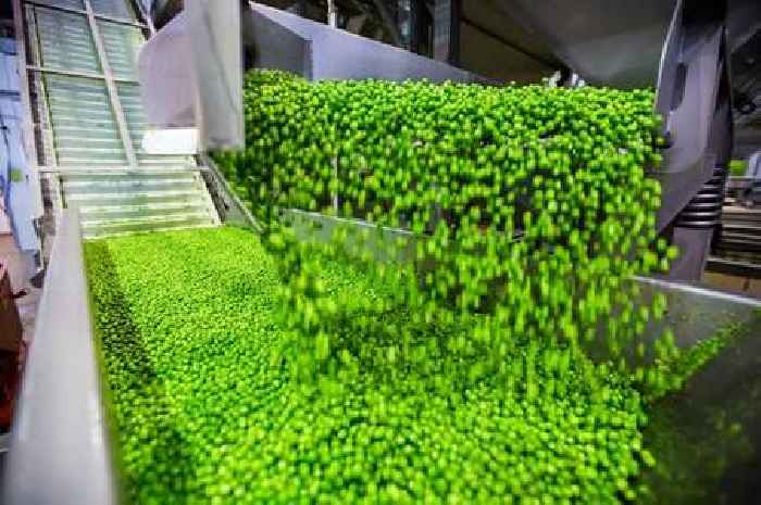 ‘Peas are for plates, not pain’ – Birds Eye appeal as estimated 3.3m bags of frozen peas are being wasted as ice packs each year