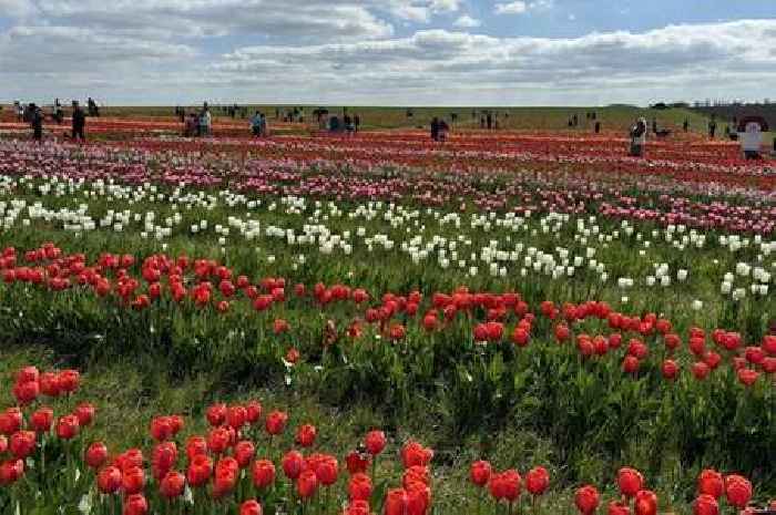 The stunning tulip fields just 1 hour from Lincolnshire - it feels like you're in the Netherlands