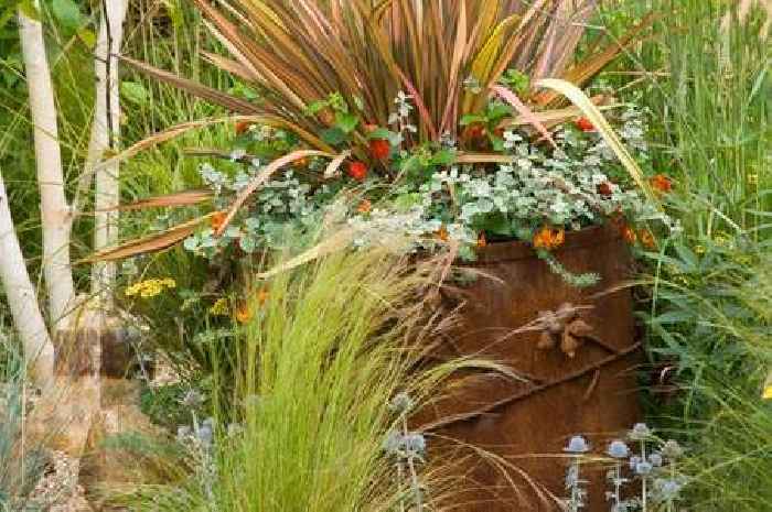 Gardeners with small spaces advised to plant these 20 flowers which thrive in pots