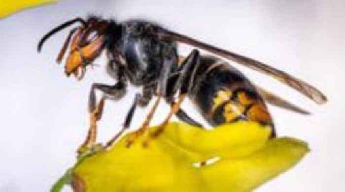 Asian hornet numbers rise after 'perfect winter'