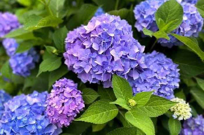 Hydrangeas can grow bigger flowers and stay hydrated with one natural material