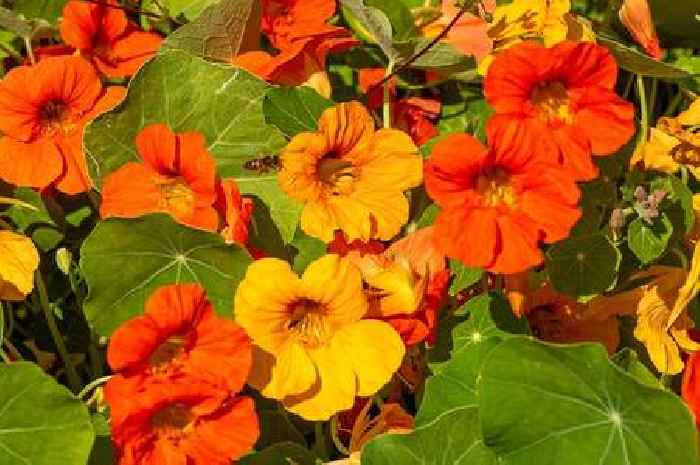 Gardening expert says there's one flower you should 'plant in every garden'