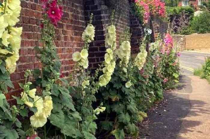Fury as flowers ‘wantonly destroyed’ in pretty Surrey area famed for its gorgeous floral displays