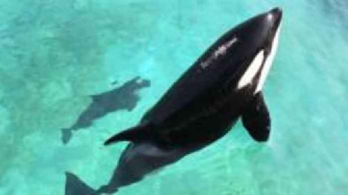 Home needed for two killer whales stuck in shuttered zoo