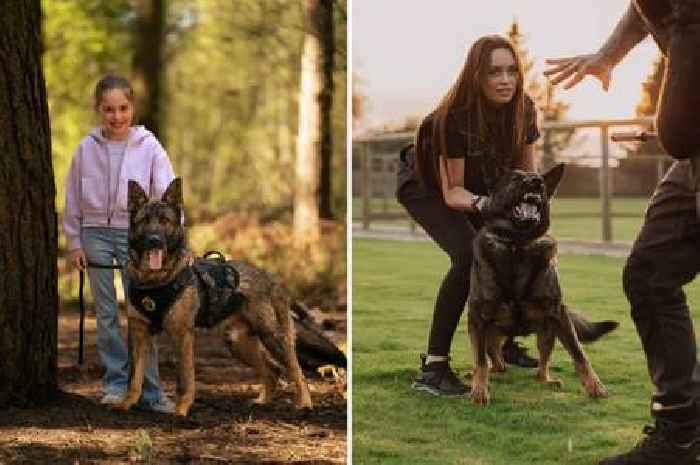 East Yorkshire company specialising in training top-tier family protection dogs dubbed ‘World’s Greatest’