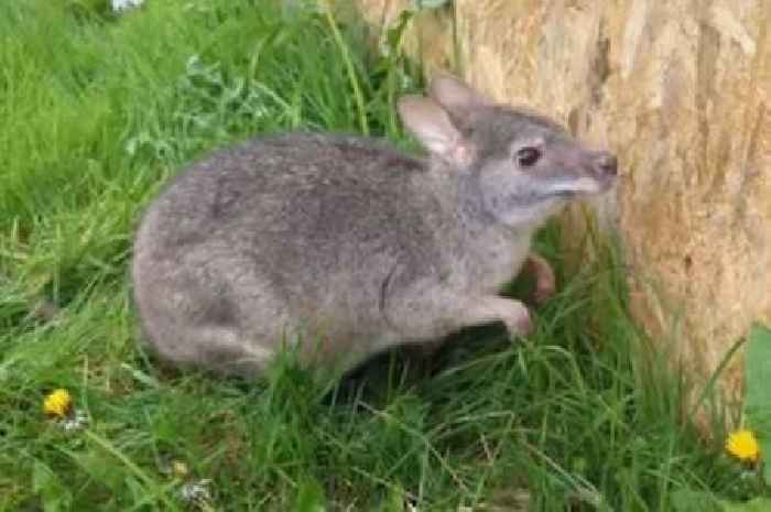 Escape of three-year-old wallaby sparks huge search of Scottish countryside