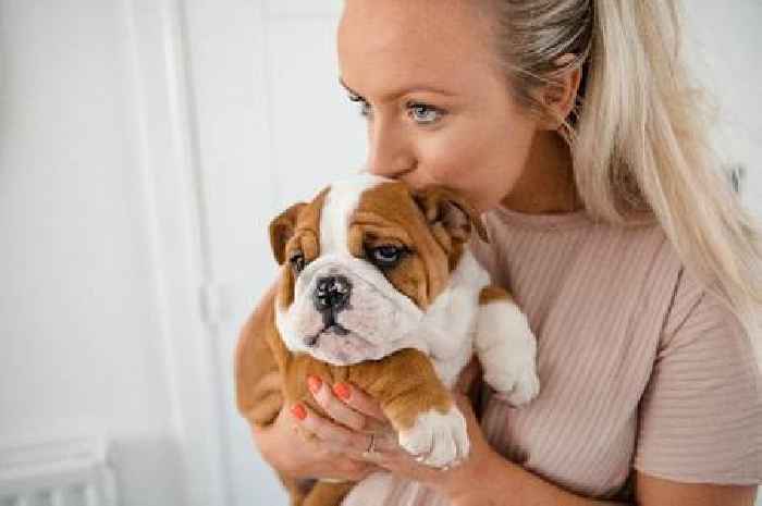 Warm weather warning for dogs issued as temperatures soar - with two types of dog especially at risk