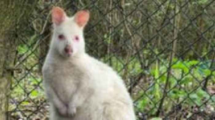Escaped albino wallaby recaptured near Dover