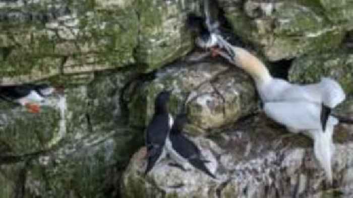 Puffin escaping gannet in cliffside clash captured on camera