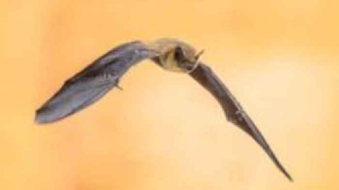 Bat surveys begin for flood protection scheme
