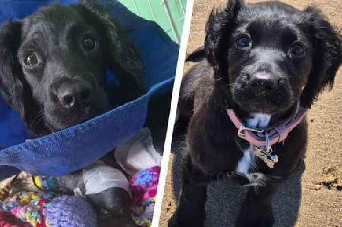 Bridlington puppy Maggie on the mend after crowd-funded surgery