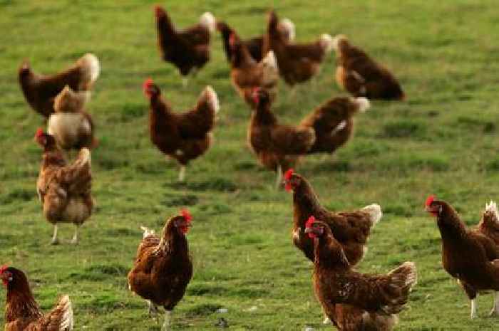 Health experts issue 'pandemic' warning over bird flu outbreak