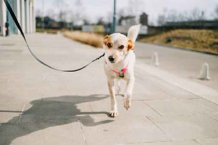 Clever five-second test to check if it's too hot to walk your dog during warm weather