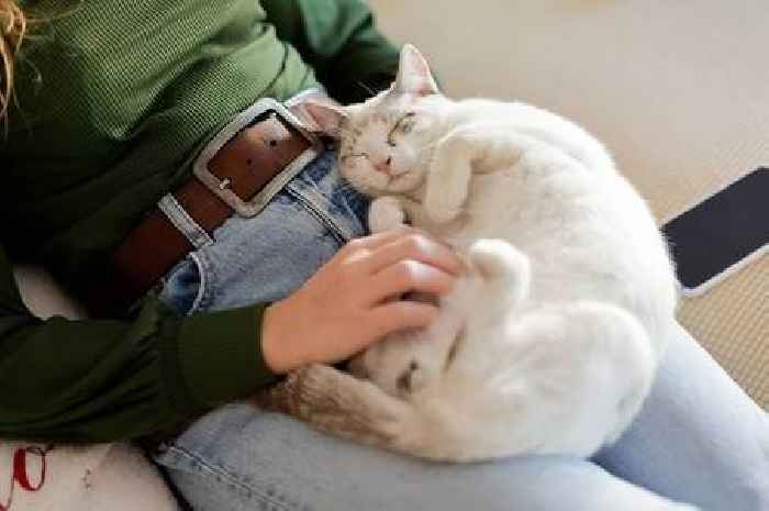 Heartwarming reason cats nap on you – not just to steal body heat