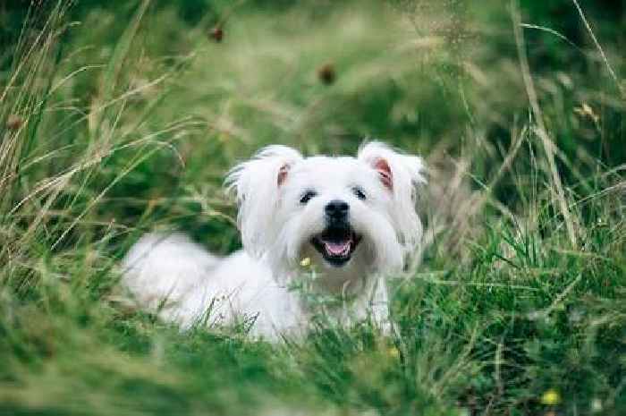 'I'm an animal behaviourist and this is what your dog's body language really means'