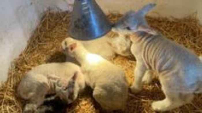 Dozens of infection cases after farm shop petting sessions