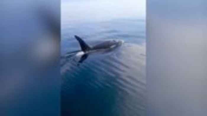 Fishing boat's very close encounter with orca