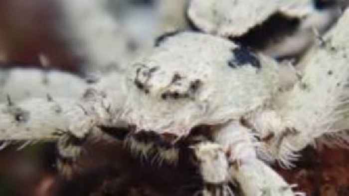 Rare 'master of disguise' spider seen in Cornwall