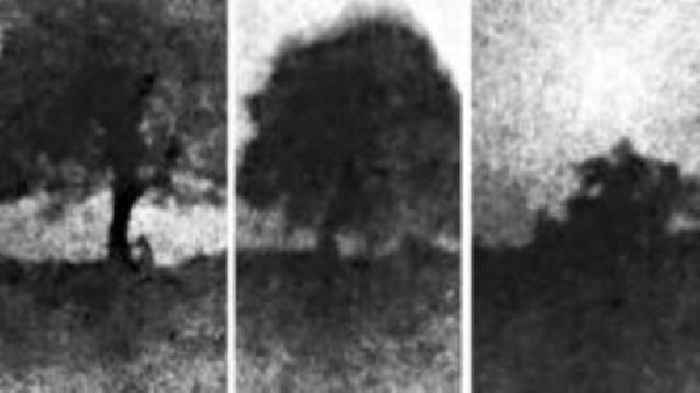 Video shows felling of much-loved Sycamore Gap tree, jury told