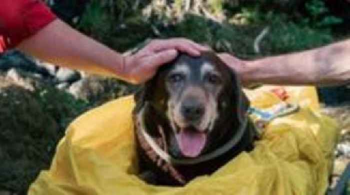 Elderly dog rescued from gorge in Devon