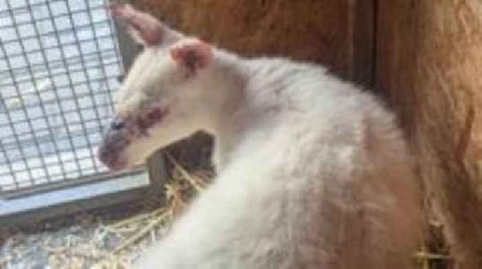Albino wallaby thought to have escaped again
