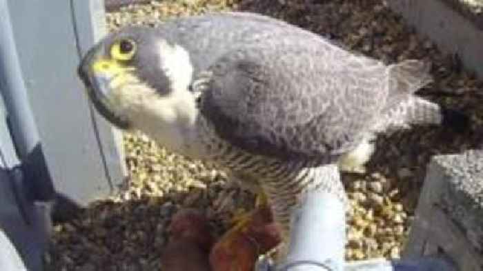 Drone spotted dangerously close to falcon nest