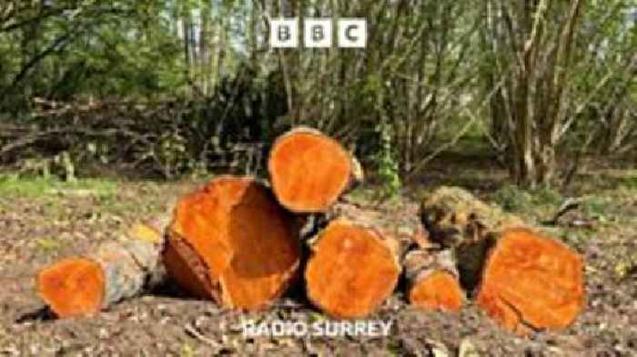 Anger at felling on the Loseley Estate