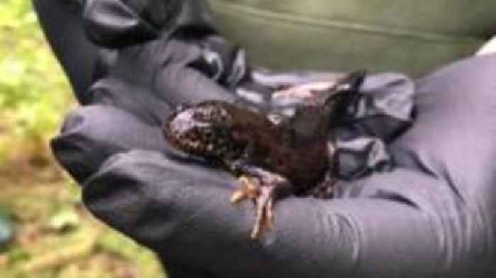 Protected newts discovered in overgrown ponds