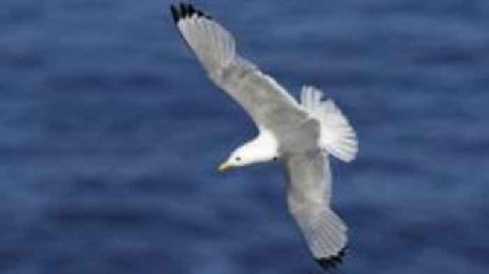 Plea to block wind farm over thousands of forecast bird deaths