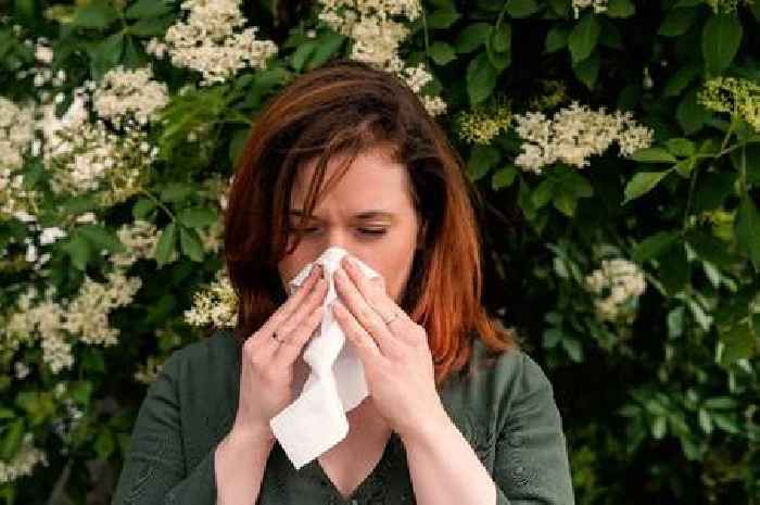I'm an NHS doctor - here are the best over-the-counter hay fever pills to ease symptoms'