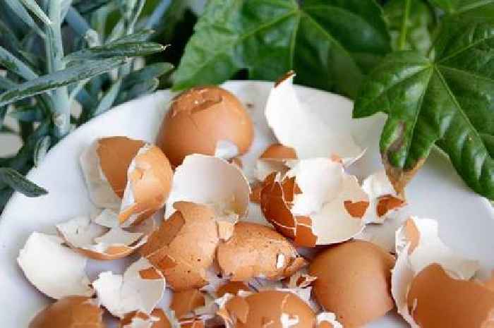 Gardeners asked to leave egg shells on bird tables this spring