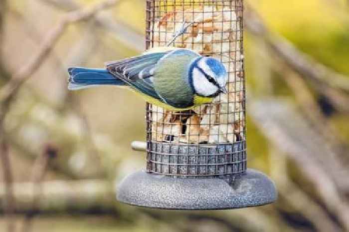 One thing you should avoid feeding birds in garden this summer